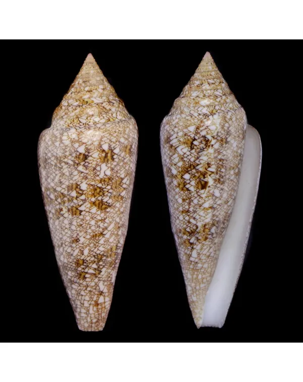Conus Gloriamaris