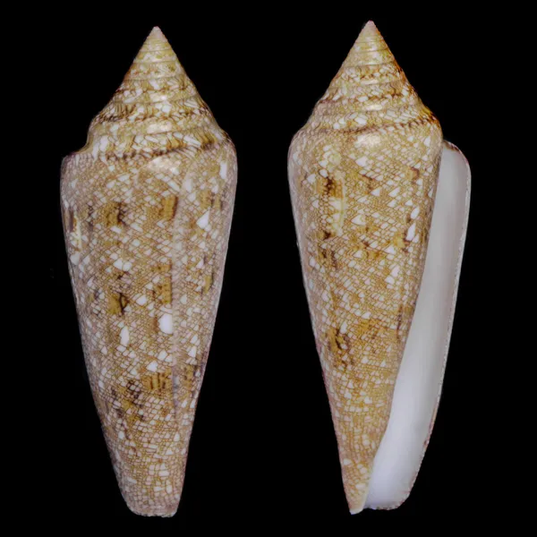 Conus Gloriamaris