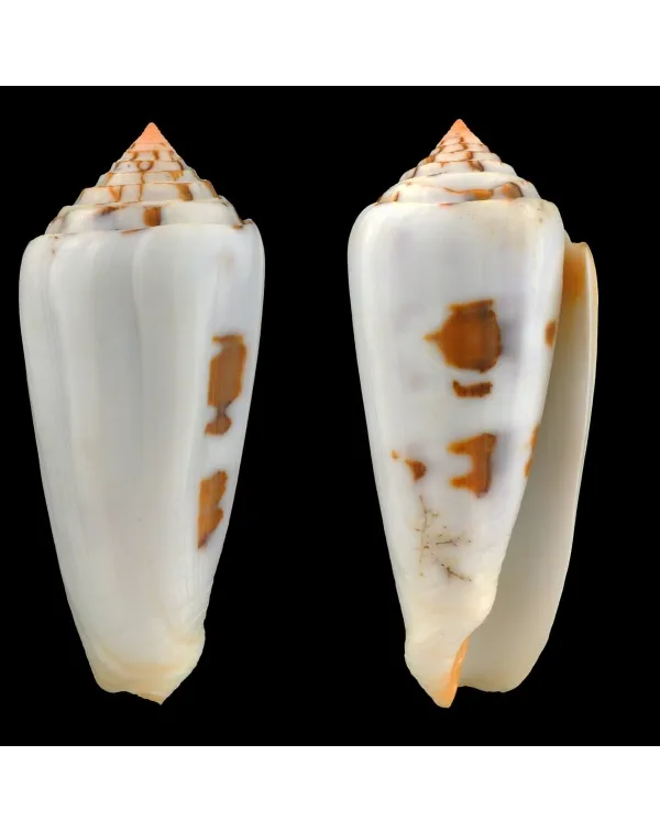 Conus Gubernator