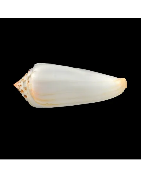 Conus Gubernator