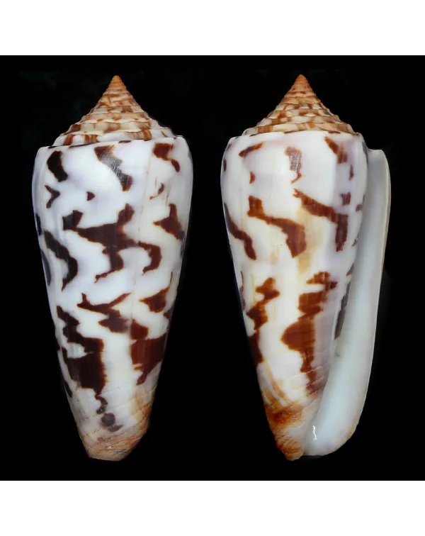 Conus Gubernator