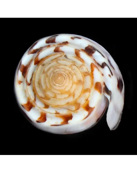 Conus Gubernator