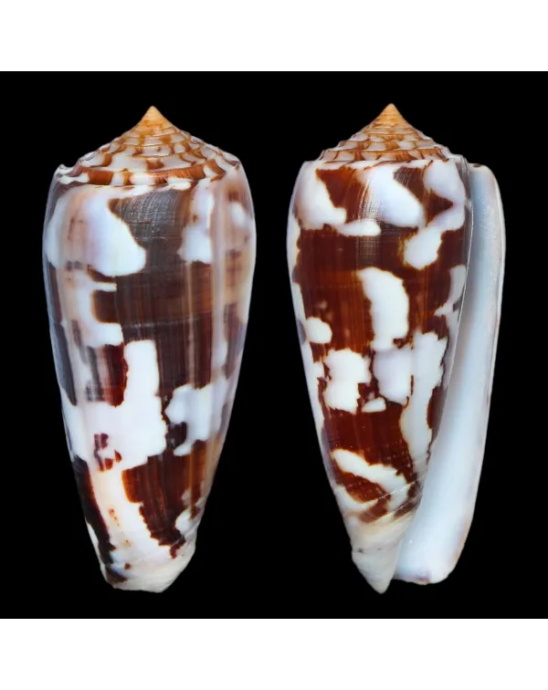 Conus Gubernator