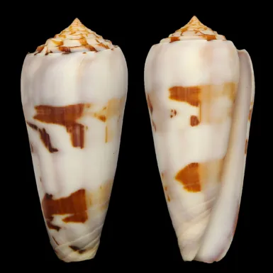 Conus Gubernator