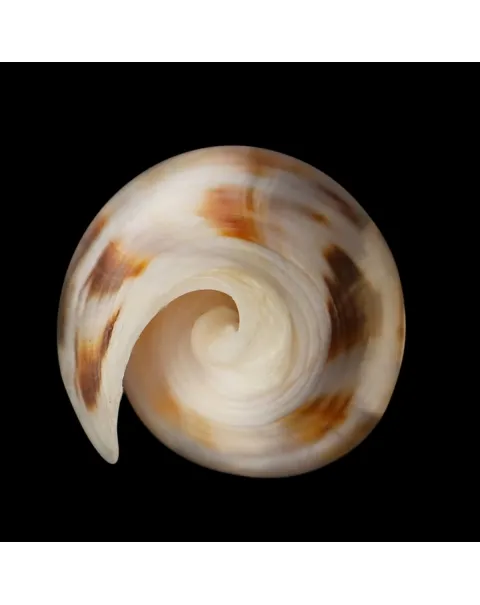 Conus Gubernator