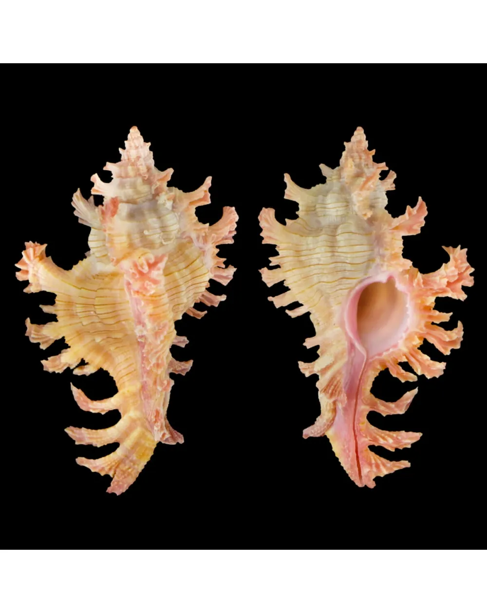 Chicoreus Nobilis