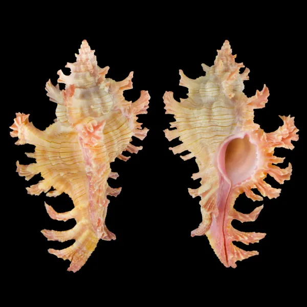 Chicoreus Nobilis