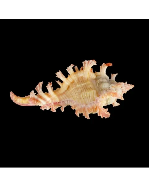 Chicoreus Nobilis