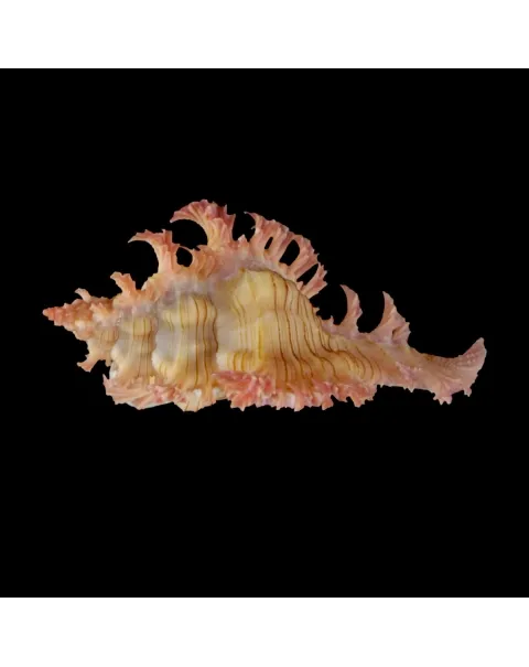 Chicoreus Nobilis