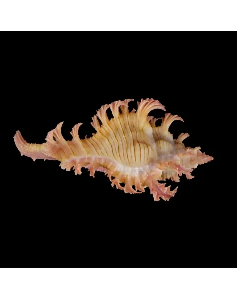 Chicoreus Nobilis