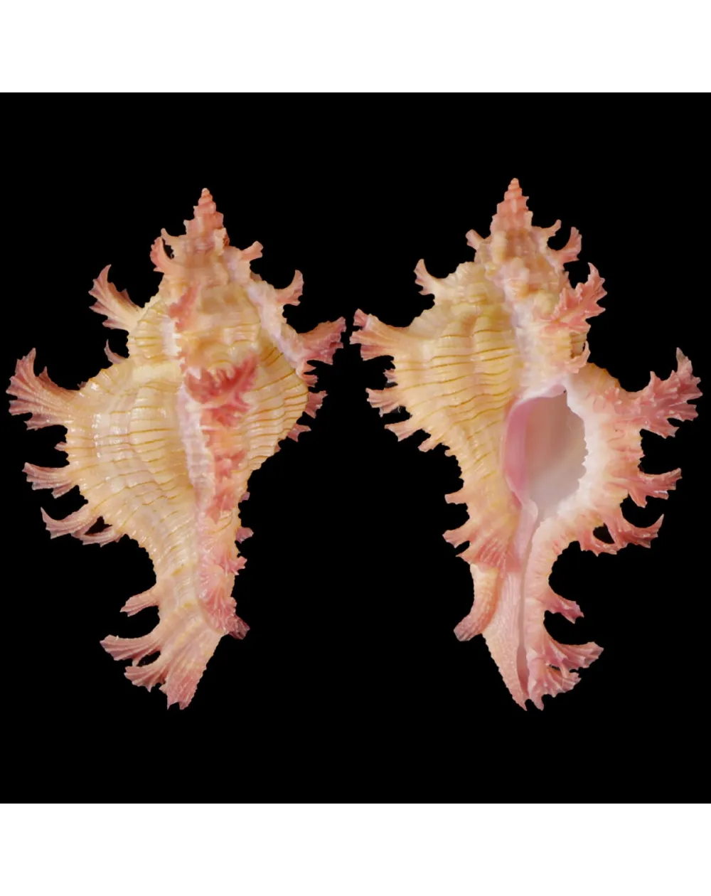 Chicoreus Nobilis