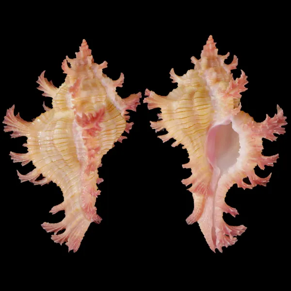Chicoreus Nobilis