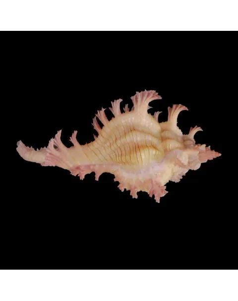 Chicoreus Nobilis