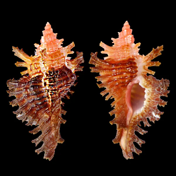 Chicoreus Strigatus