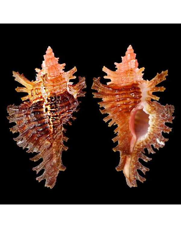 Chicoreus Strigatus