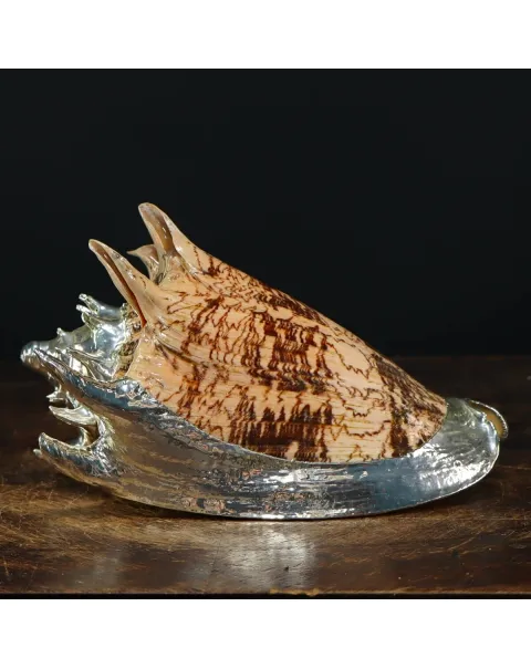 Cymbiola Imperialis