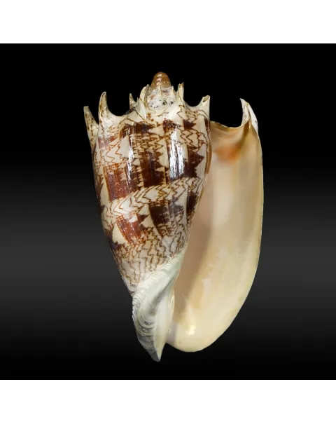 Cymbiola Imperialis XL