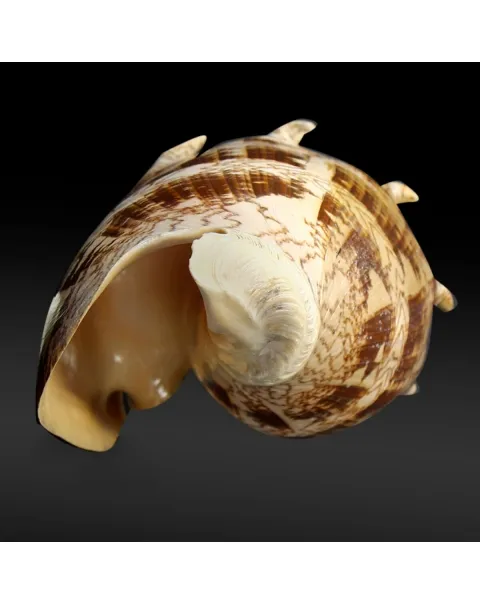 Cymbiola Imperialis XL