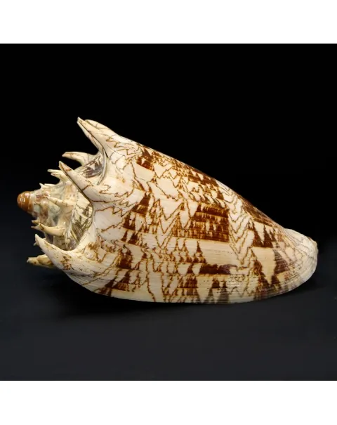 Cymbiola Imperialis XL