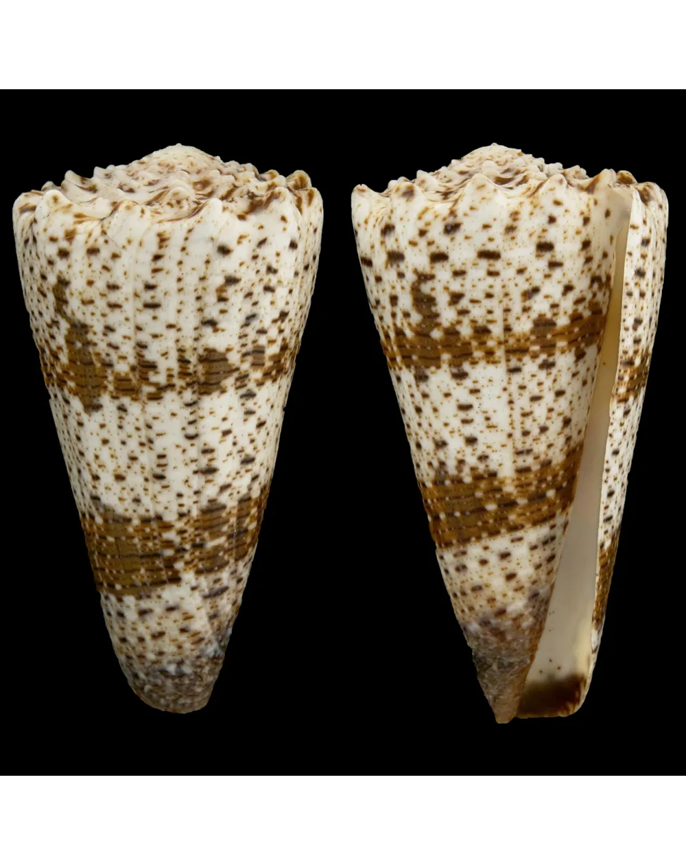 Conus Imperialis Fuscatus