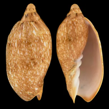Cymbiola Innexa f. Marispuma
