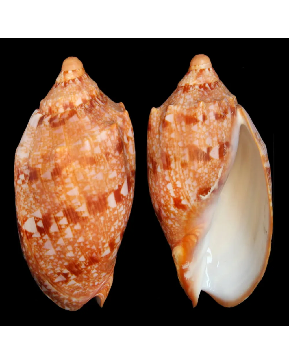 Cymbiola Innexa F. Marispuma