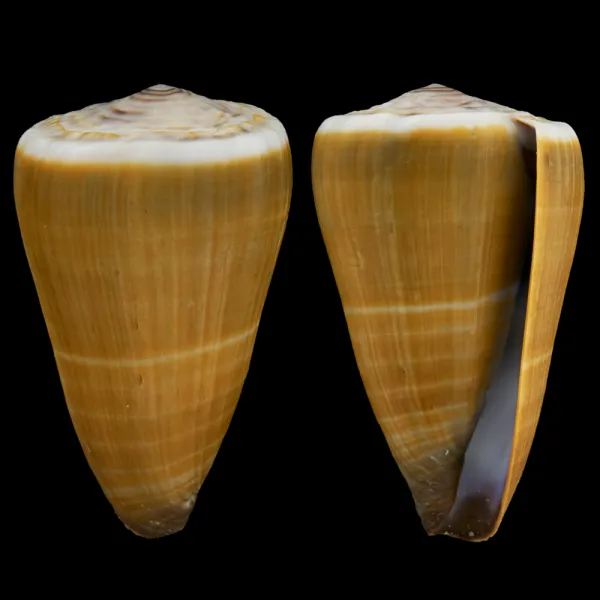 Conus Lividus