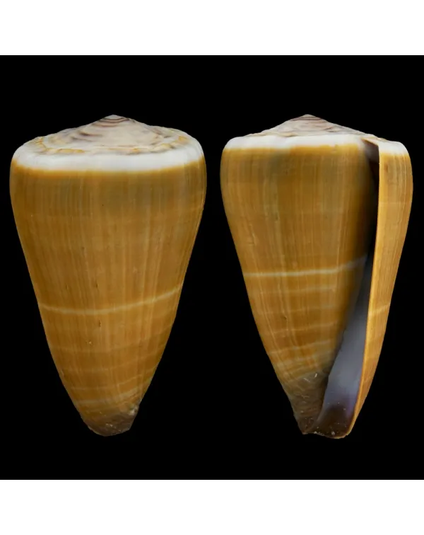 Conus Lividus
