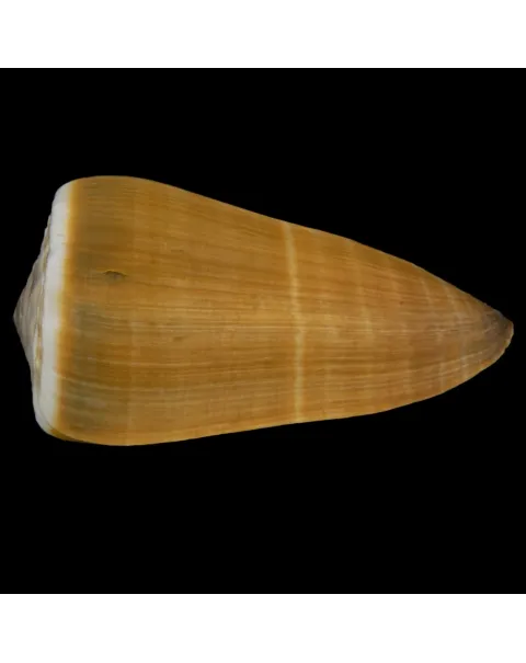 Conus Lividus