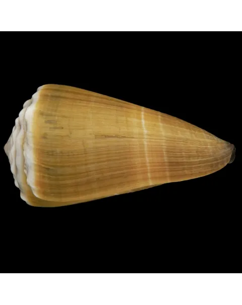 Conus Lividus