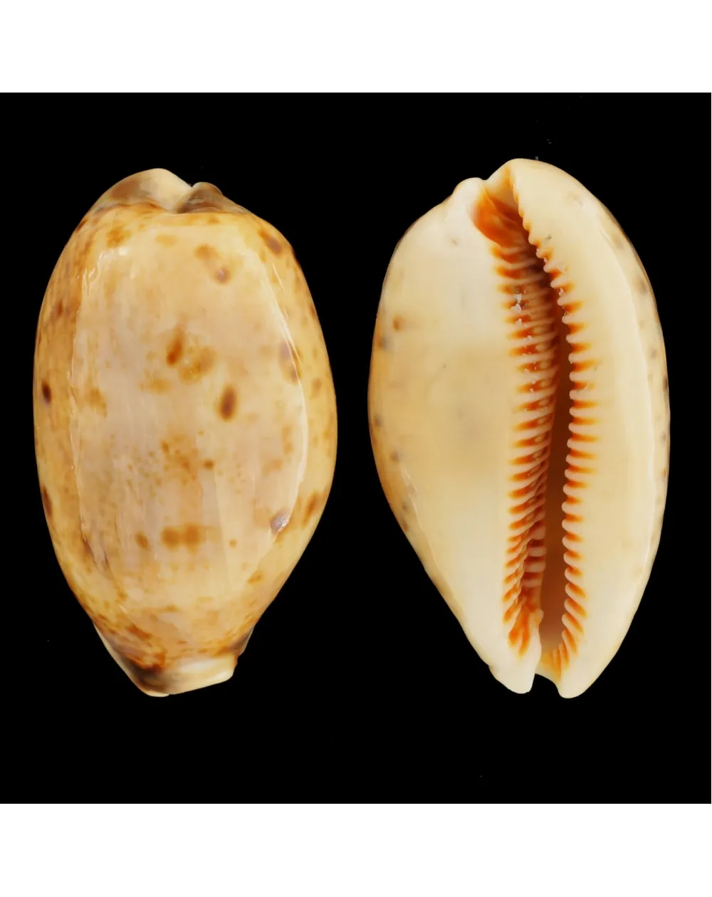 Lyncina Lynx