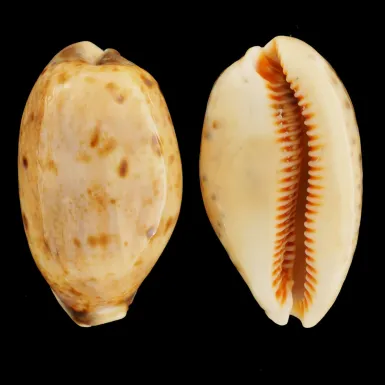 Lyncina Lynx
