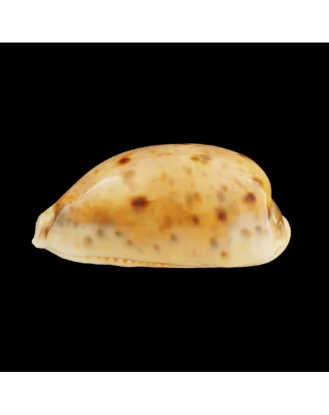Lyncina Lynx