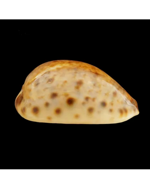 Lyncina Lynx