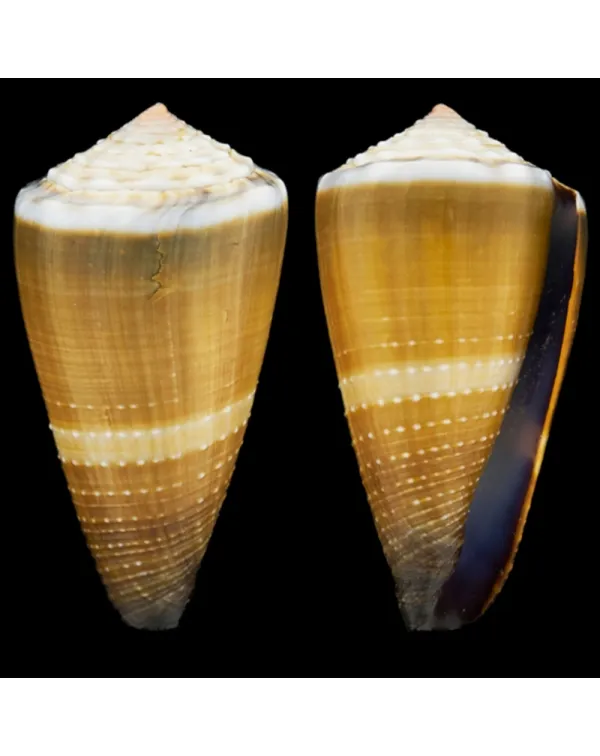 Conus Lividus