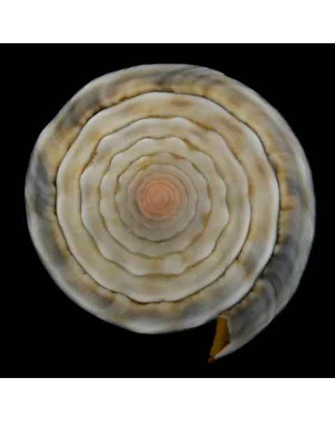 Conus Lividus