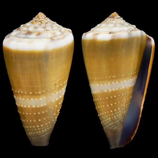 Conus Lividus