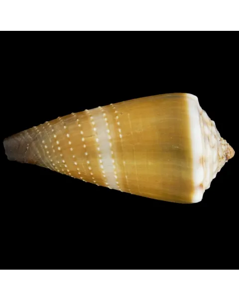 Conus Lividus