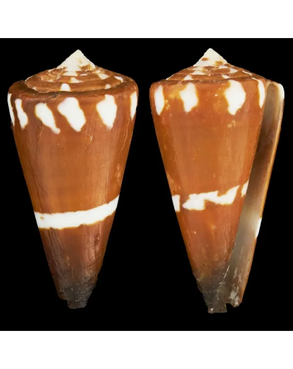 Conus Litoglyphus