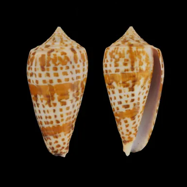 Conus Lynceus
