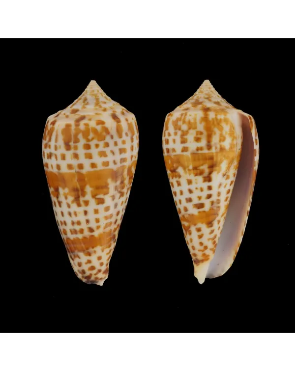 Conus Lynceus