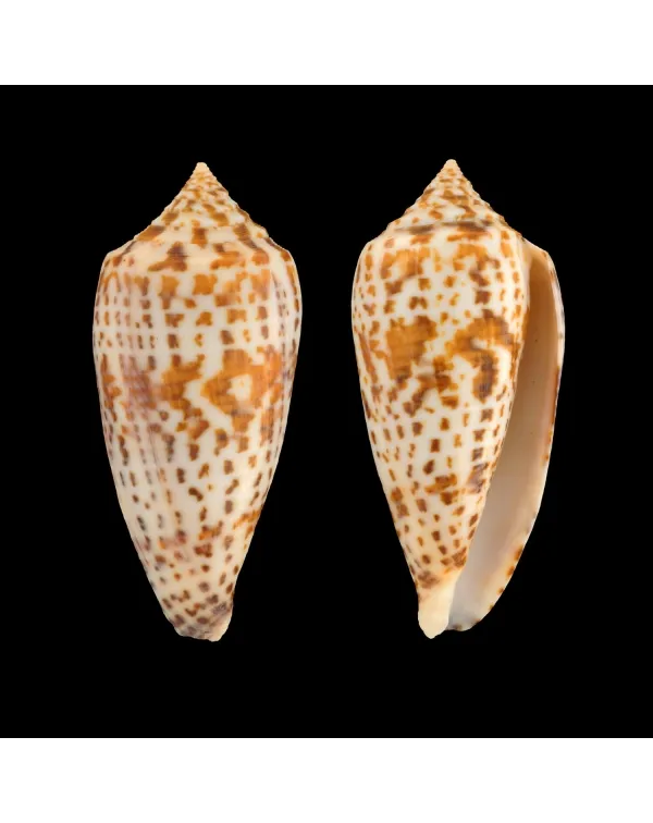 Conus Lynceus