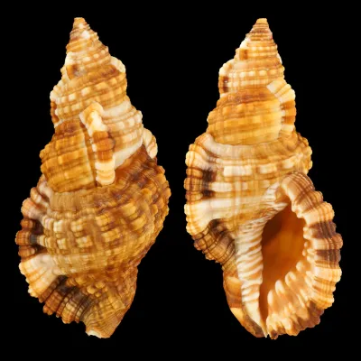 Monoplex Aquatilis