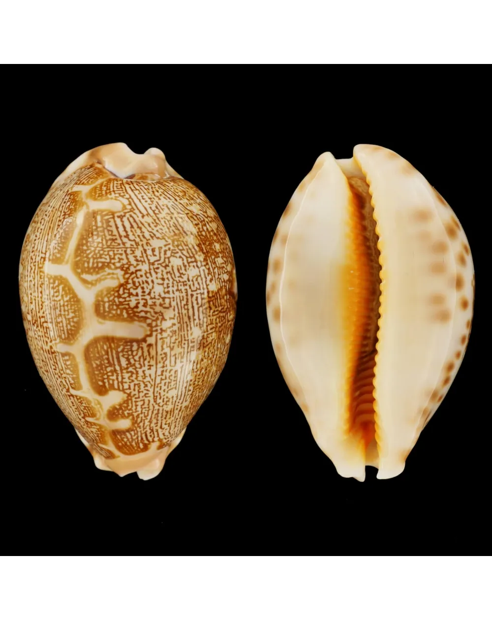 Leporicypraea Mappa