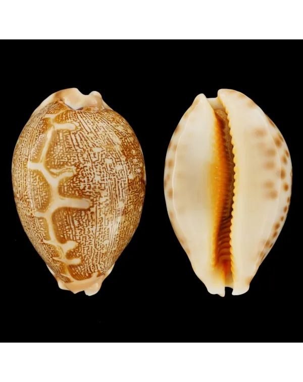 Leporicypraea Mappa