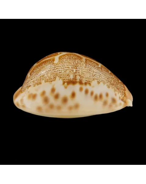 Leporicypraea Mappa