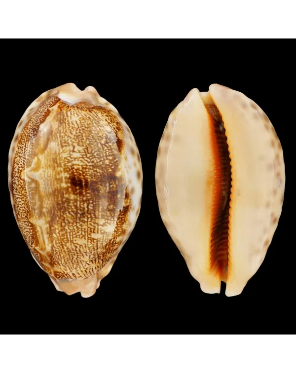 Leporicypraea Mappa
