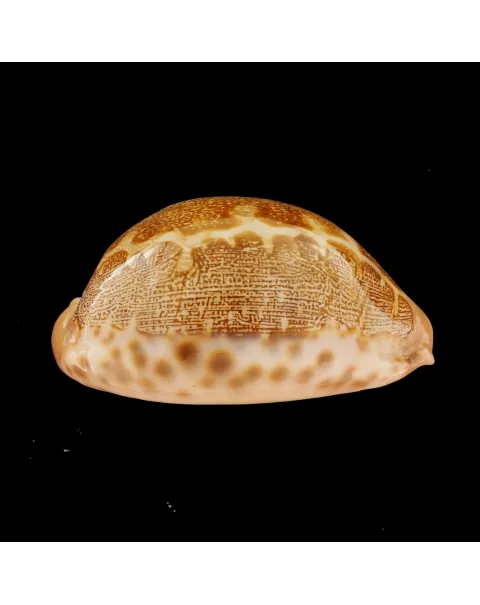 Leporicypraea Mappa