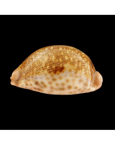 Leporicypraea Mappa