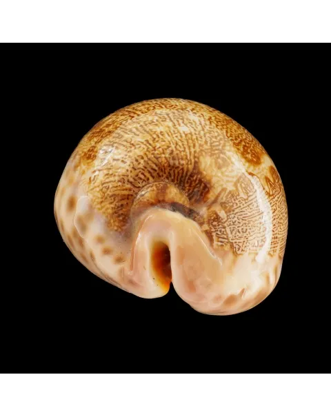 Leporicypraea Mappa
